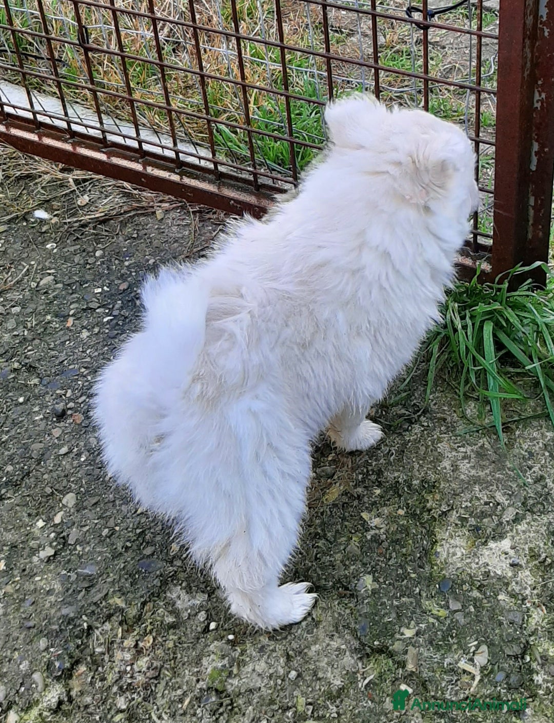 Volpino Italiano cani in vendita: Cuccioli di volpino bianco  - Annuncio 2