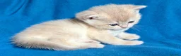 British gatti in vendita: Gattini British shorthair golden chell - Annuncio 4