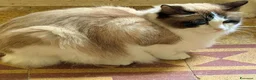 Ragdoll gatti in vendita: cucciola di ragdoll disponibile subito  - Annuncio 7