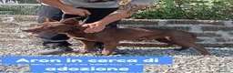 Meticcio cani in regalo: Aron e Ciccio abbandonati cercano famiglia a Provincia di Pavia - Annuncio 3