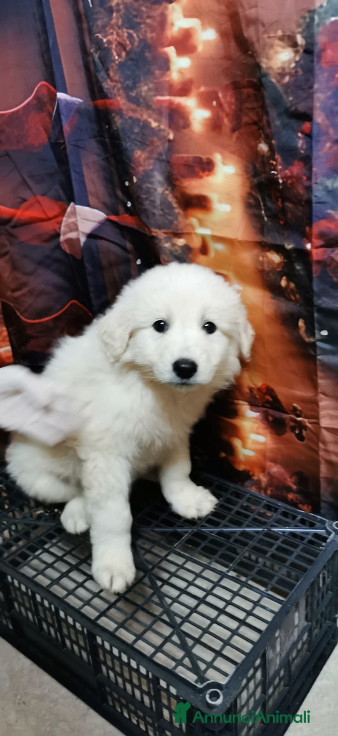 Meticcio cani in regalo: "Piccoli orsetti" in cerca di amore  - Annuncio 2