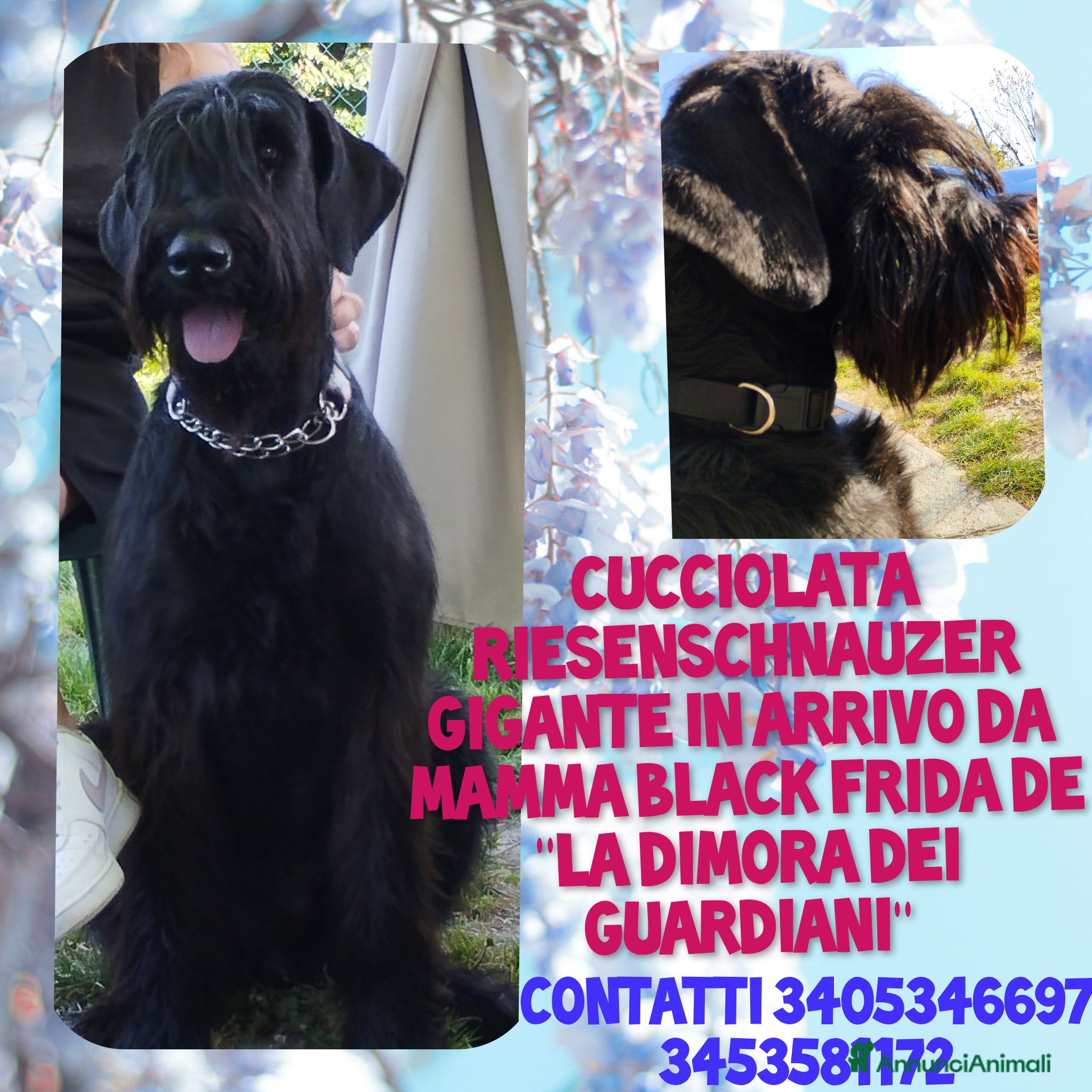 Schnauzer Gigante cani Cuccioli neri schnauzer gigante - Annuncio 4