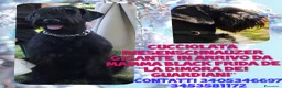 Schnauzer Gigante cani in vendita: Cuccioli neri schnauzer gigante a Città Metropolitana di Torino - Annuncio 1