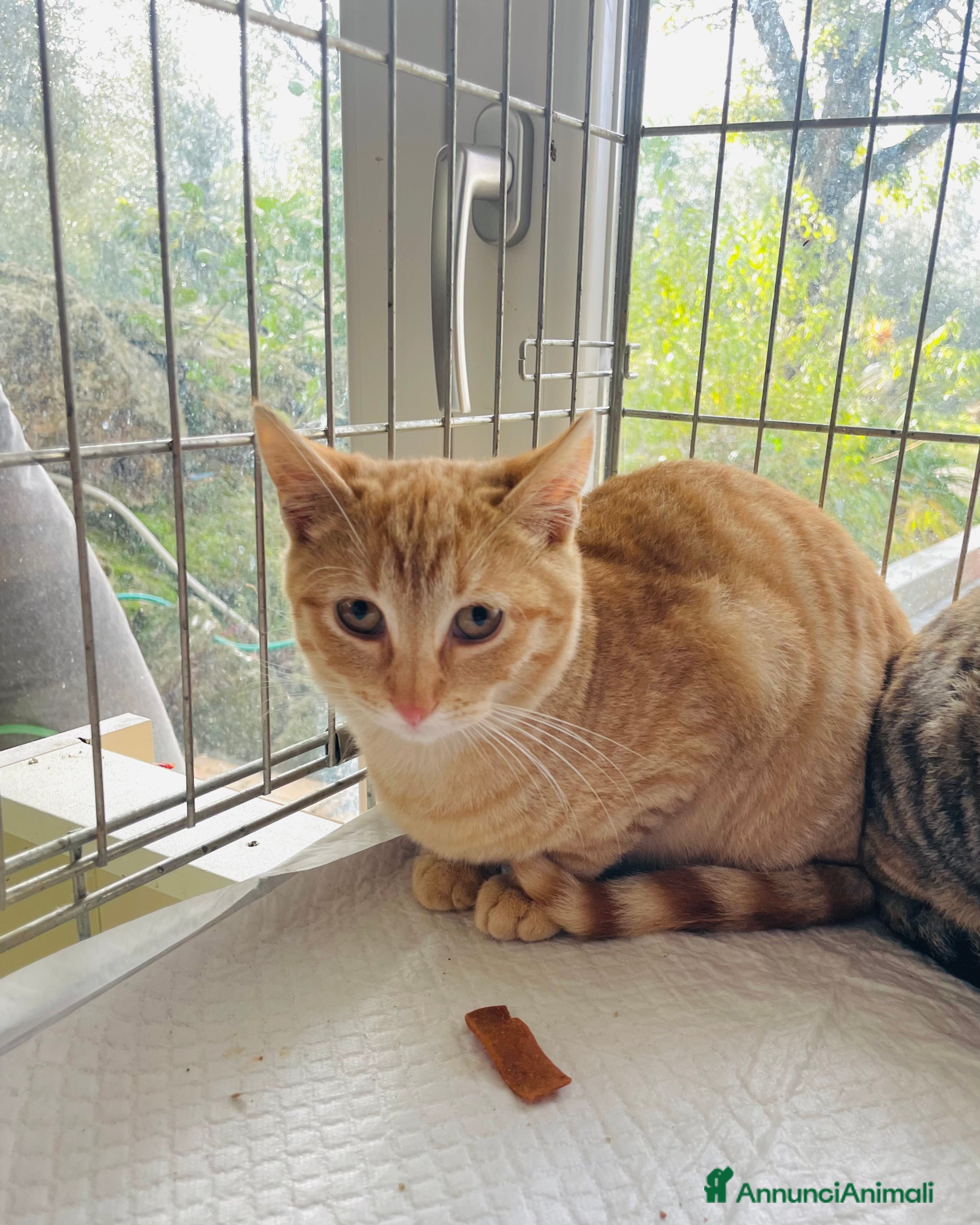 Europeo gatti Gattino rosso 4 mesi - Annuncio 28
