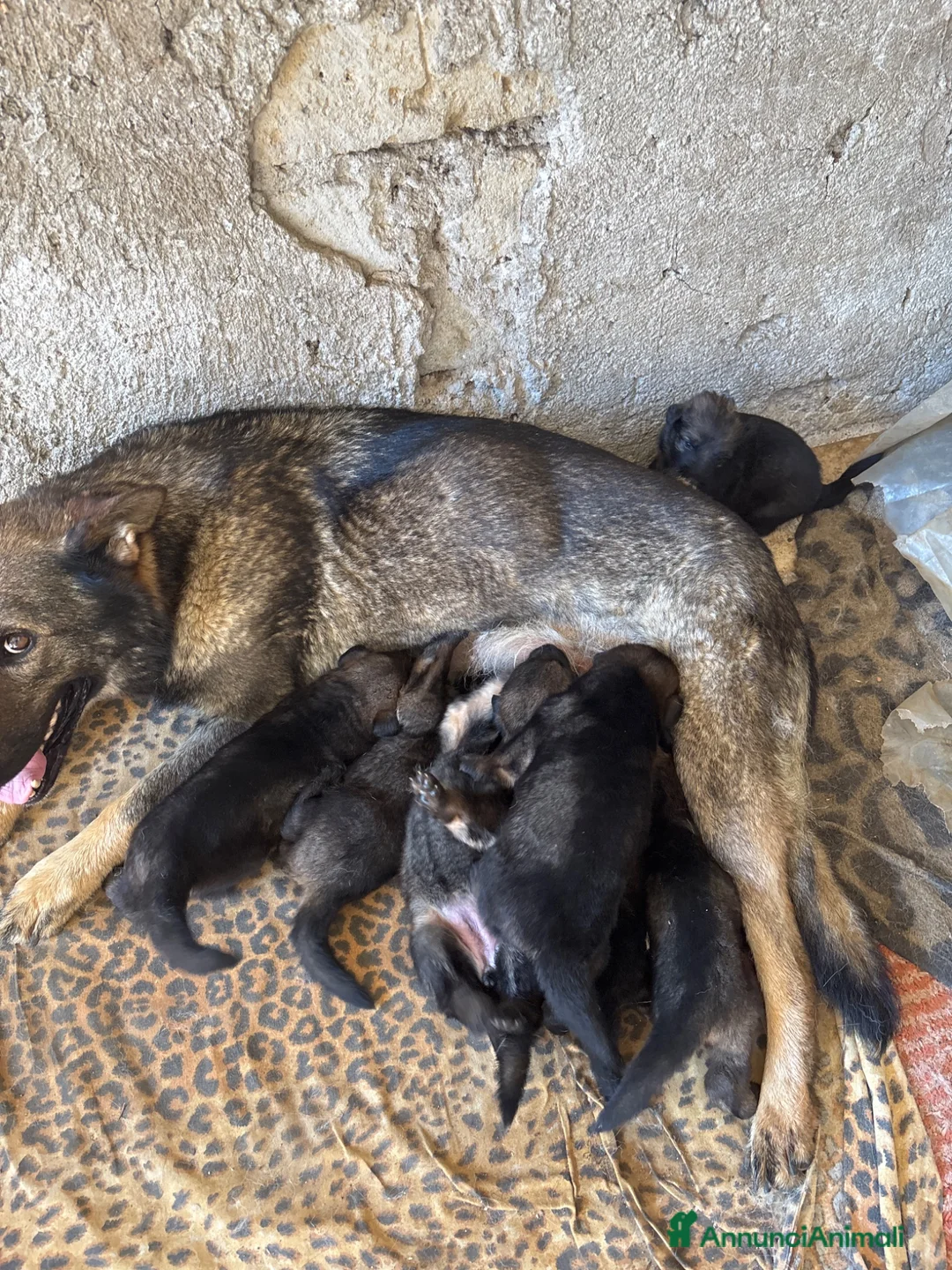 Pastore Tedesco cani in vendita: Vendita cuccioli di pastore tedesco puro - Annuncio 2