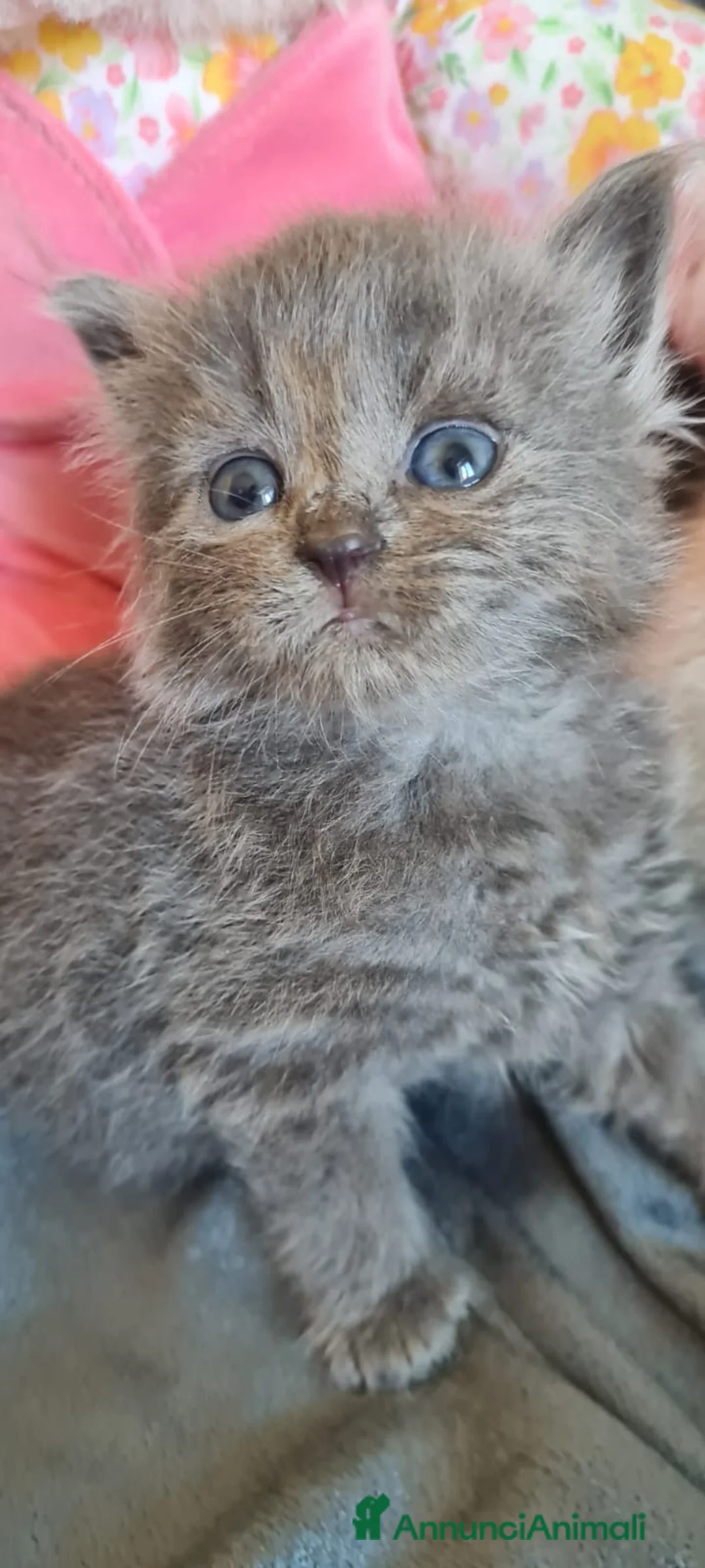 Siberiano gatti in vendita: Cuccioli gatto siberiano prenotabili - Annuncio 2