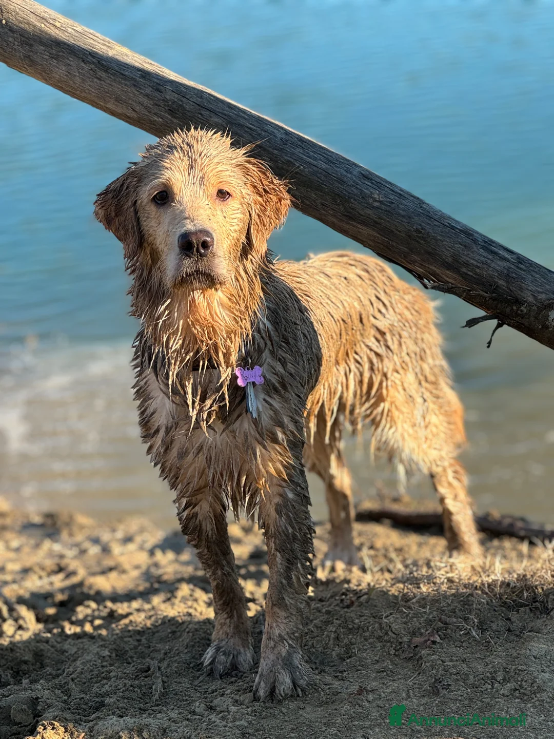 Golden Retriever cani in vendita: Cuccioli Golden retriver americani  - Annuncio 1
