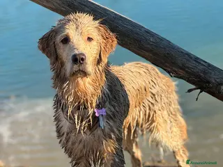 Golden Retriever cani Cuccioli Golden retriver americani - Annuncio 1