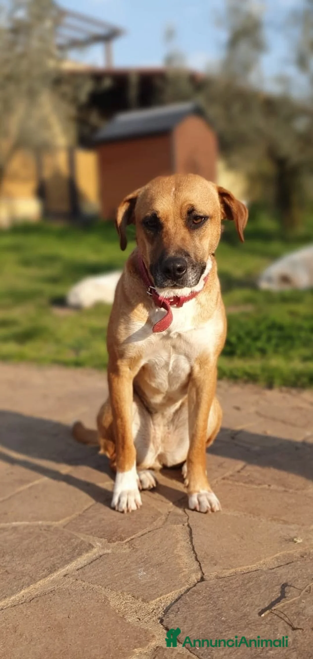 Meticcio cani in regalo: Dolcissima Eva - Annuncio 5