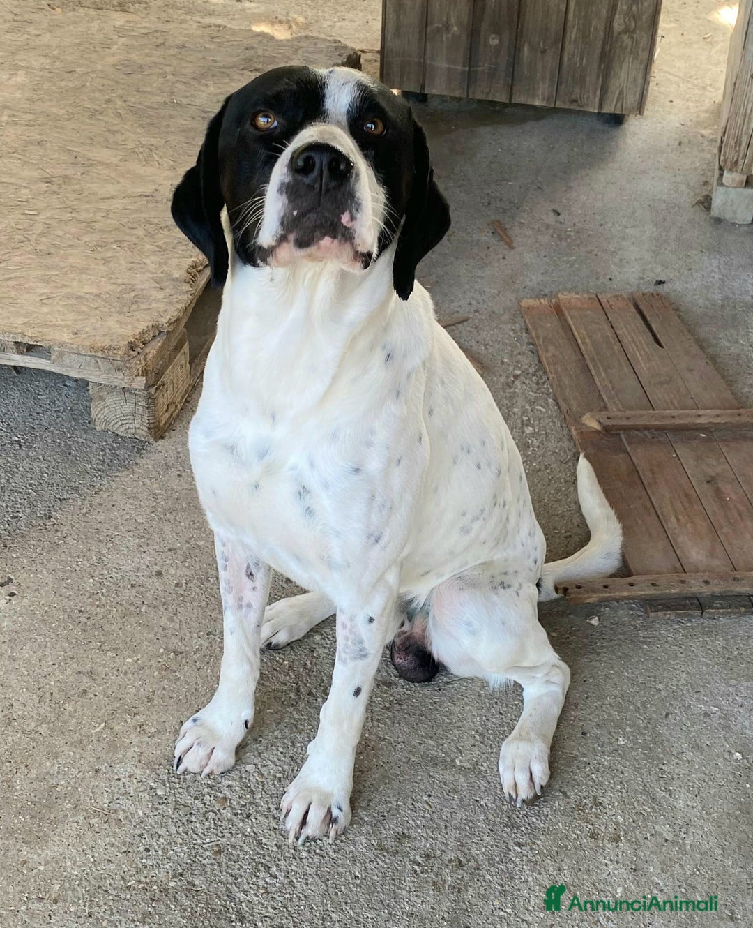 Pointer cani in regalo: Micky pointer 1 anno - Annuncio 6