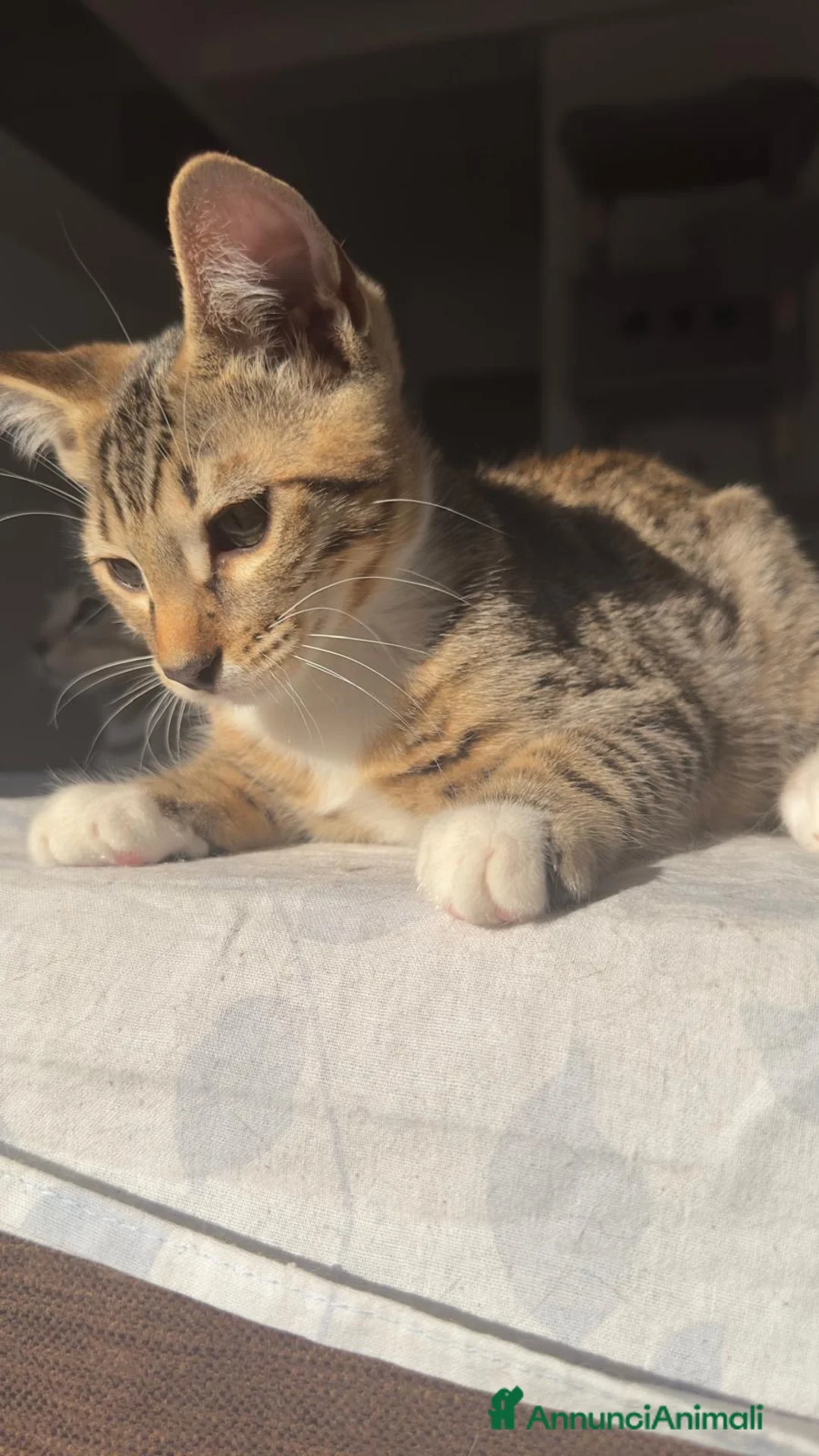 Bengala gatti in vendita: Cuccioli bengala  a Provincia della Spezia - Annuncio 2