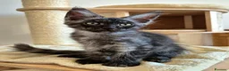 Maine Coon gatti in vendita: Cuccioli MCO di alta genealogia. - Annuncio 3