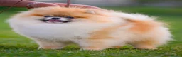 Spitz cani in vendita: Pomerania - Annuncio 7