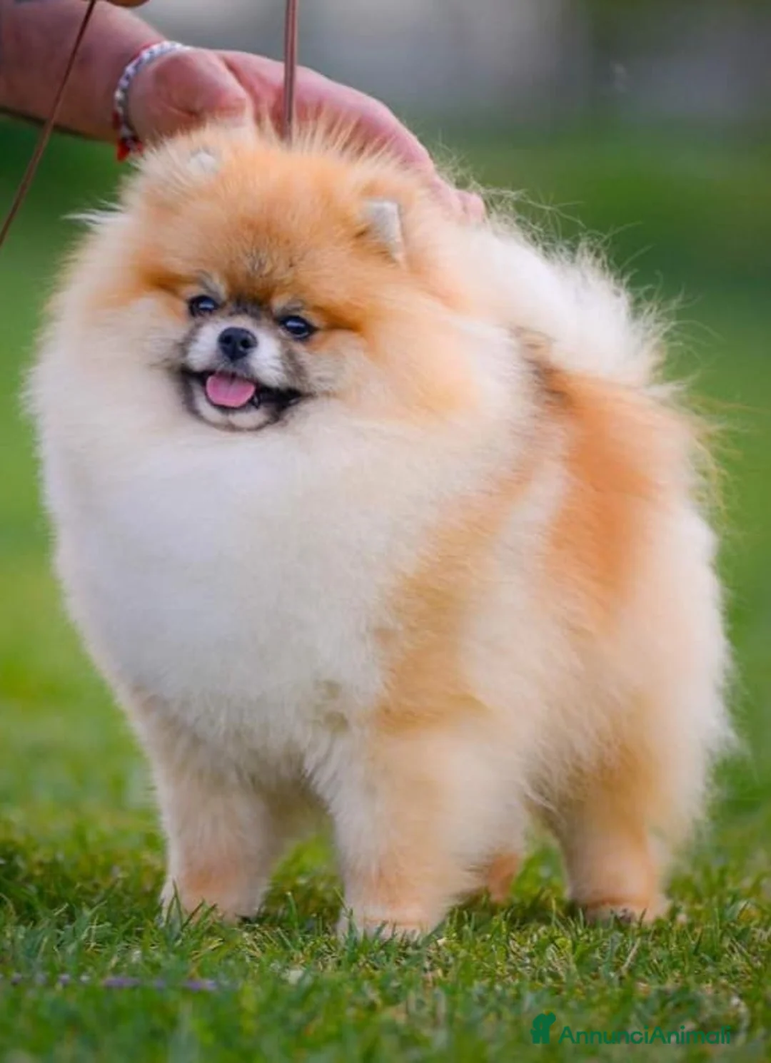 Spitz cani in vendita: Pomerania - Annuncio 7