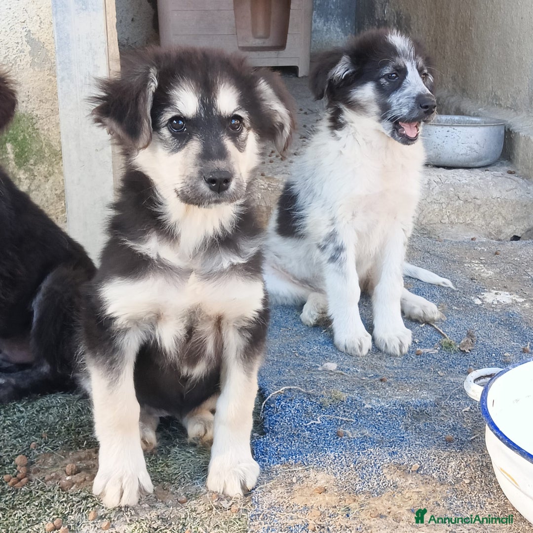 Meticcio cani in regalo:  SUSY - Annuncio 2