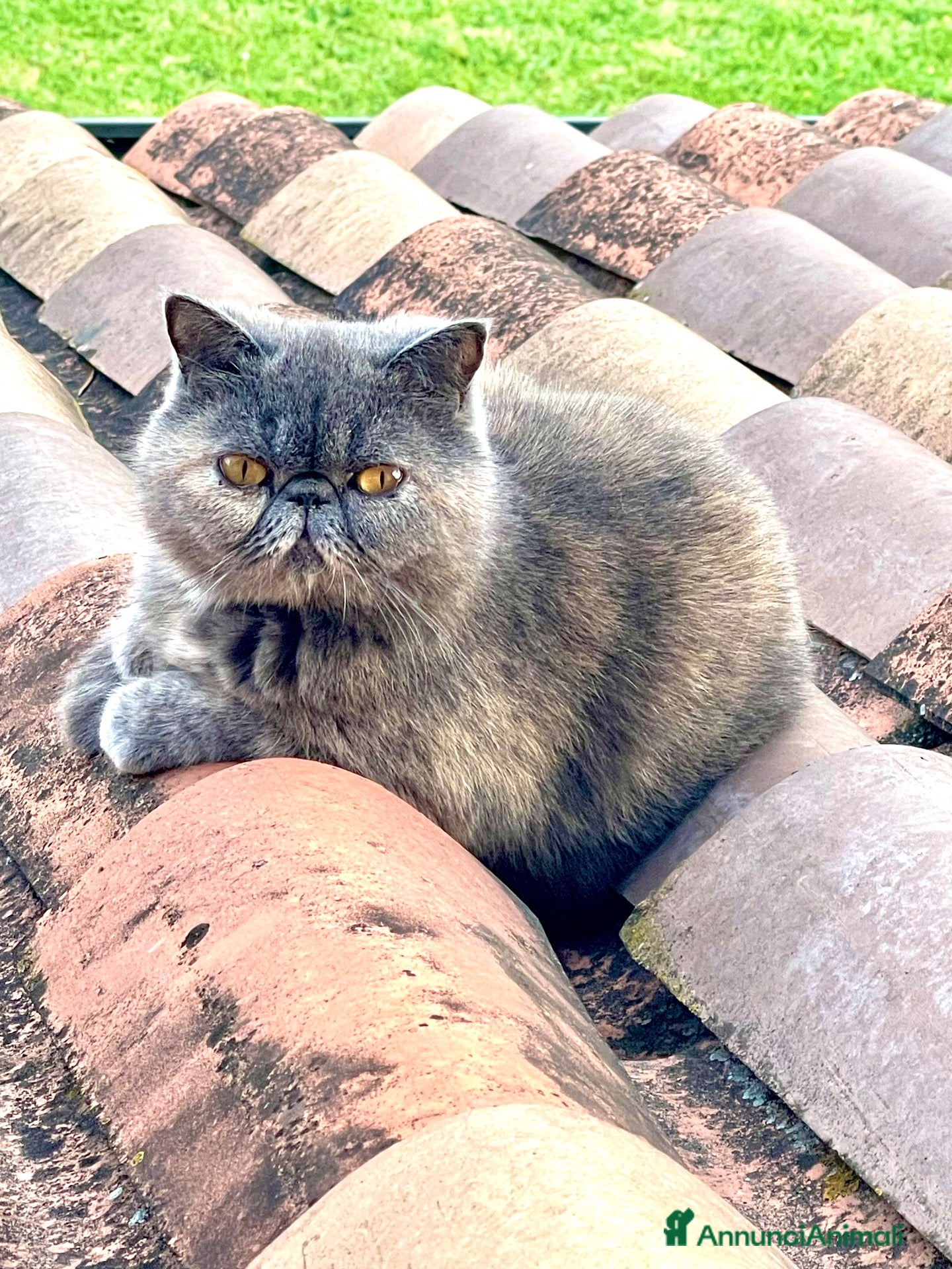 Exotic Shorthair gatti Monta gatto Exotic Shorthair - Annuncio 4