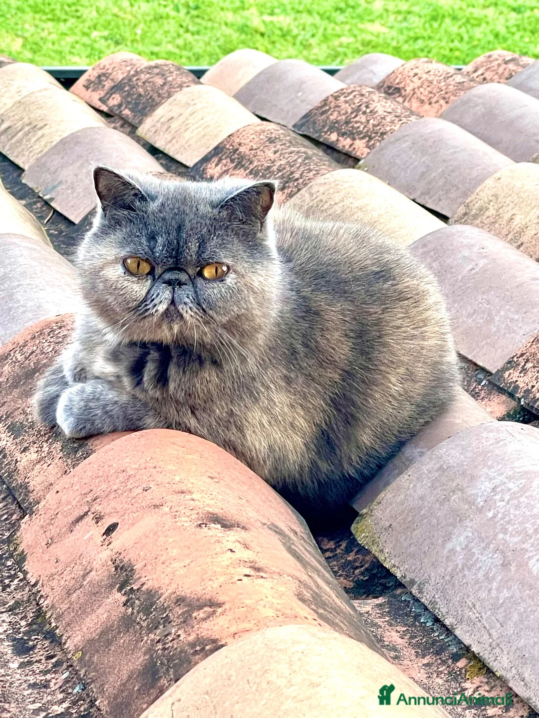 Exotic Shorthair gatti per accoppiamento: Monta gatto Exotic Shorthair - Annuncio 1