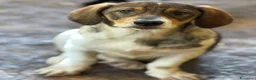 Meticcio cani in regalo: DARA, cucciola dagli occhioni dolci!  - Annuncio 2