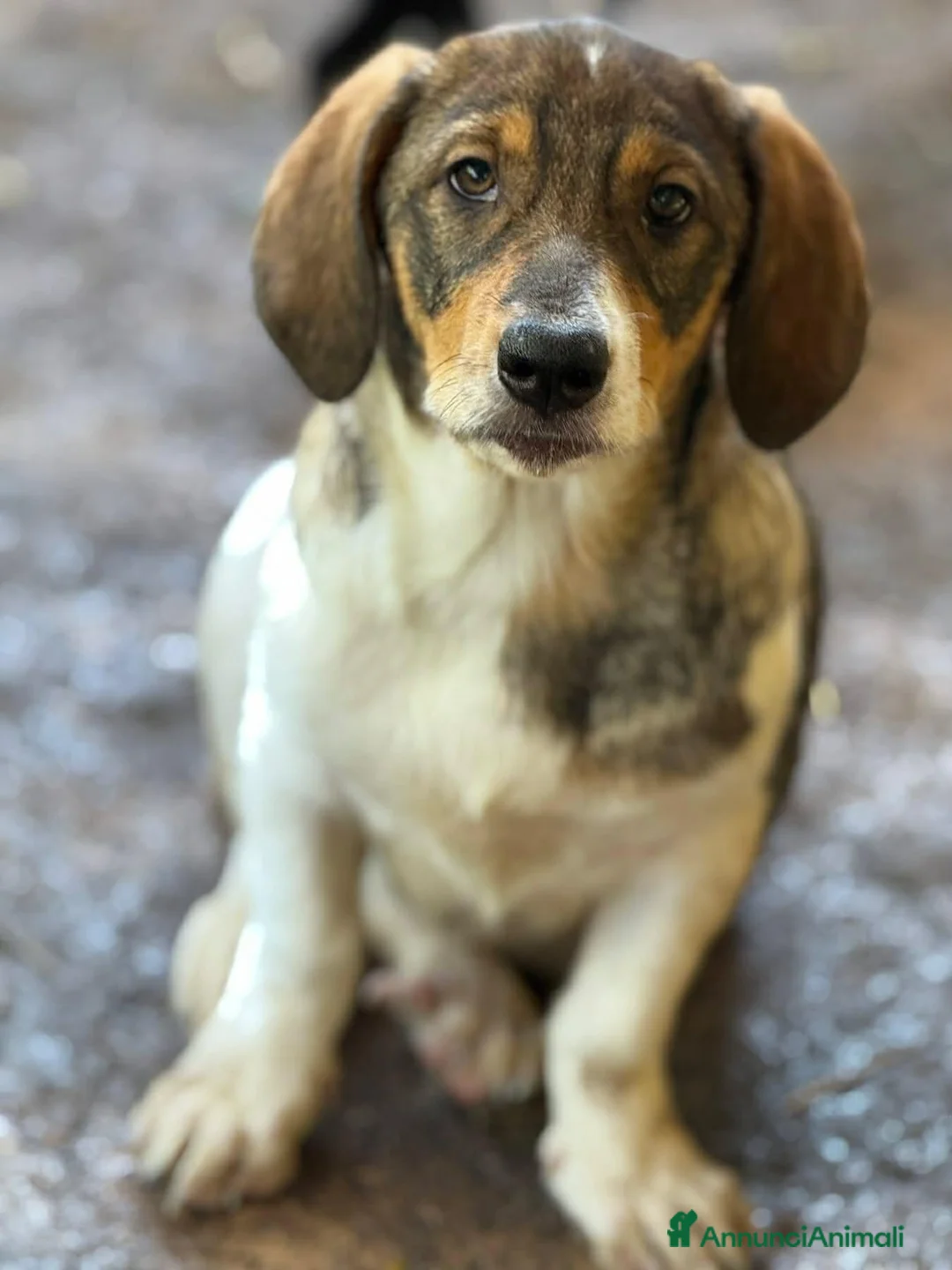 Meticcio cani in regalo: DARA, cucciola dagli occhioni dolci!  - Annuncio 2