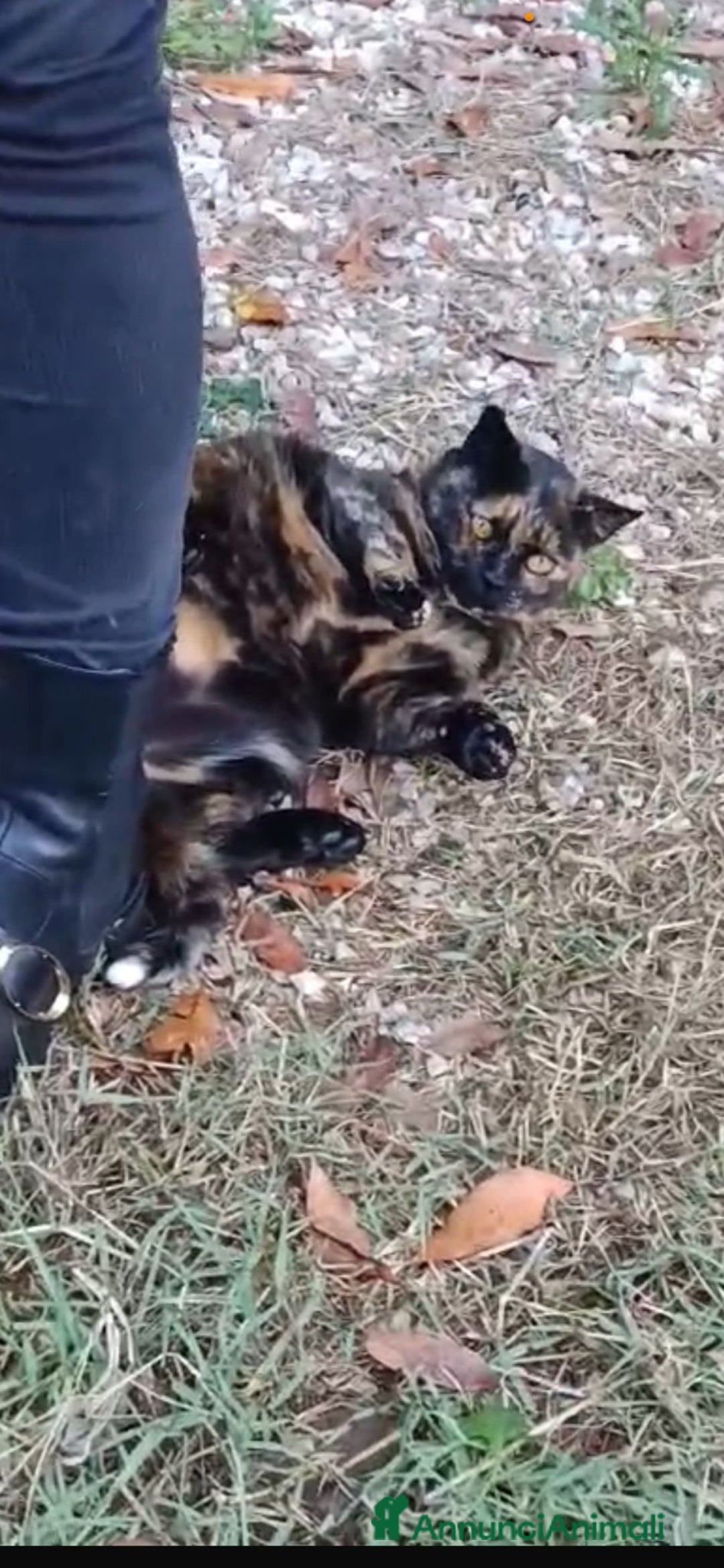 Europeo gatti in regalo: Gattina tartarugata - Annuncio 7