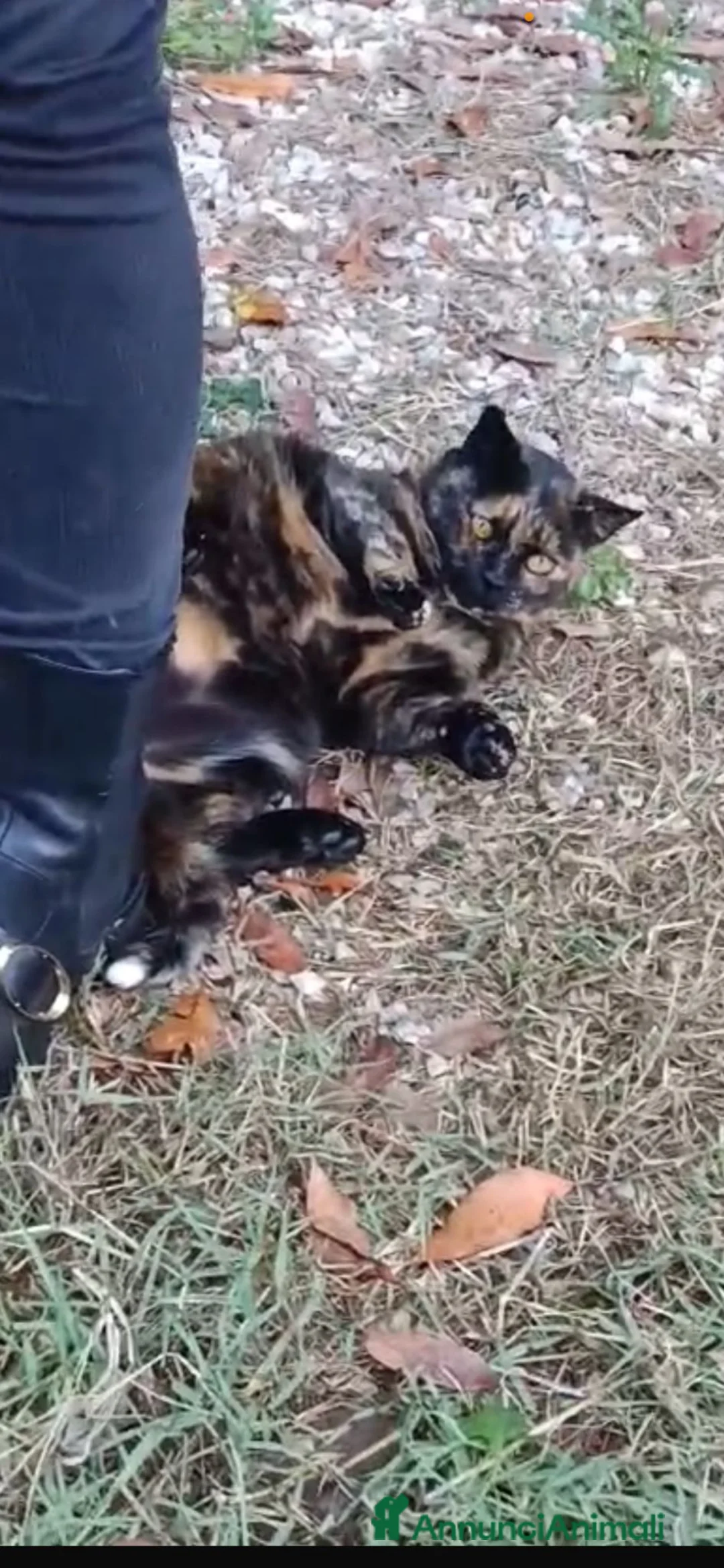 Europeo gatti in regalo: Gattina tartarugata - Annuncio 7