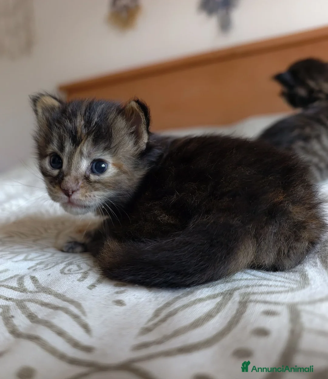Maine Coon gatti in vendita: Cucciole Maine coon  - Annuncio 5