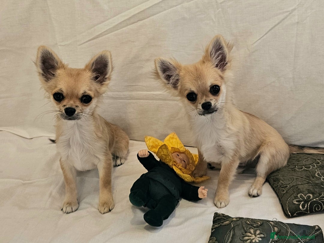 Chihuahua cani in vendita: Chihuahua Femmina a pelo lungo con Pedegree Enci  - Annuncio 15