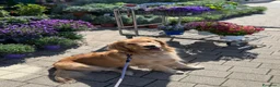 Golden Retriever cani in vendita: Golden Retriever 100% Americani  a Provincia di Pavia - Annuncio 1