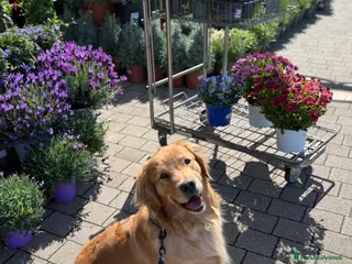 Golden Retriever cani Golden Retriever 100% Americani - Annuncio 1