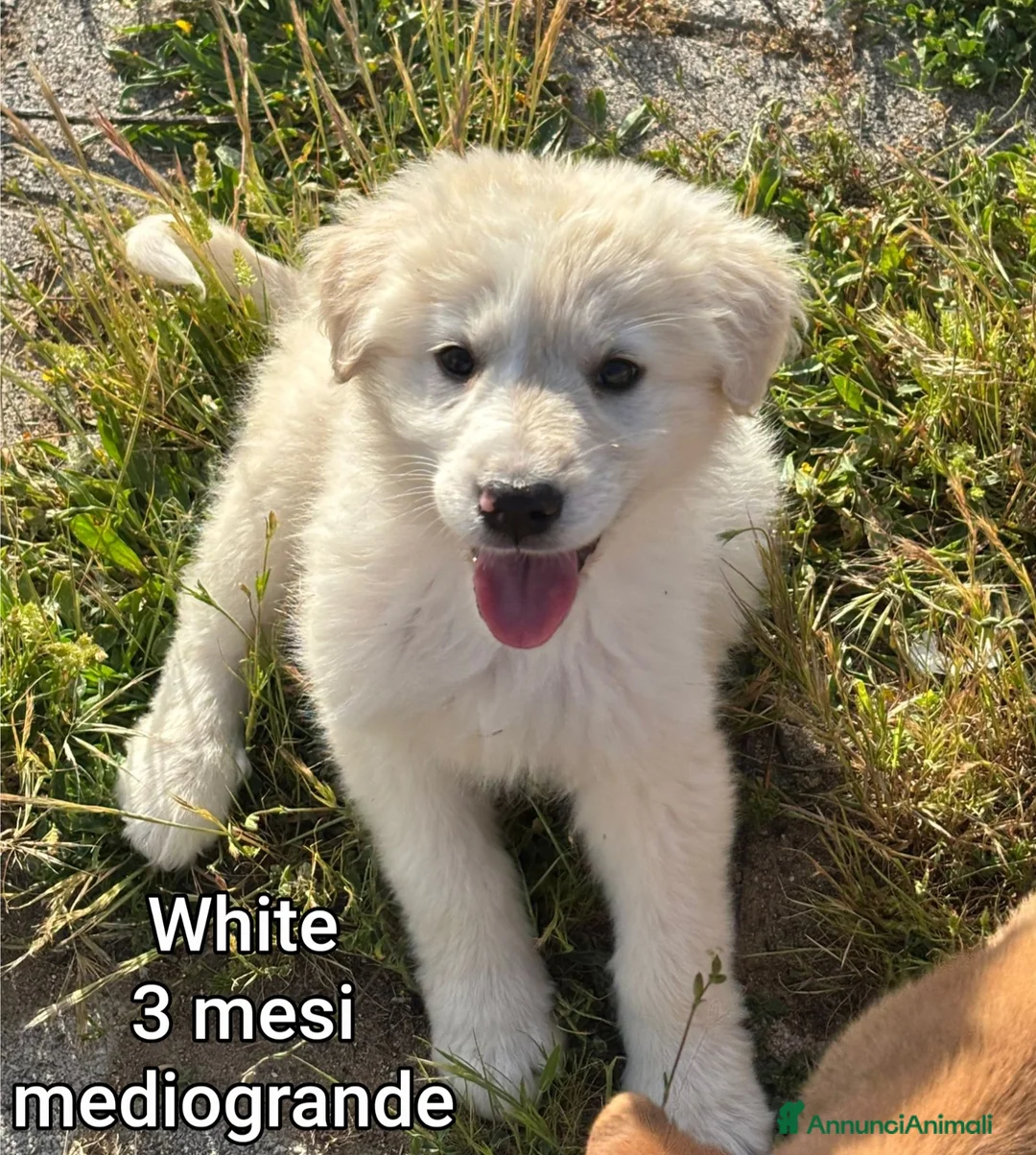 Meticcio cani in regalo: CUCCIOLI ESCLUSI E SOLI!!! a Città Metropolitana di Genova - Annuncio 12