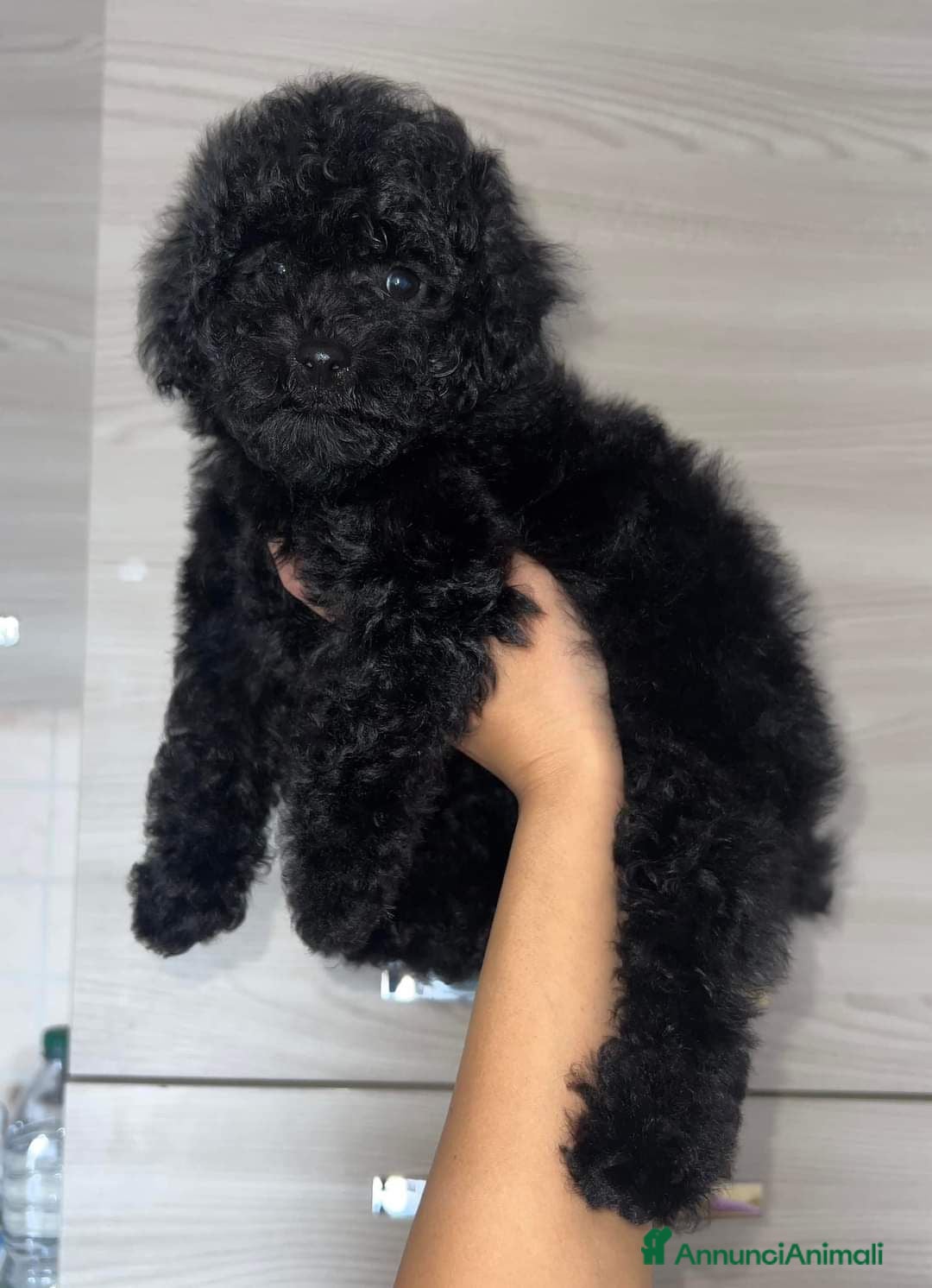 Barboncino Toy cani Barboncino nero  - Annuncio 21