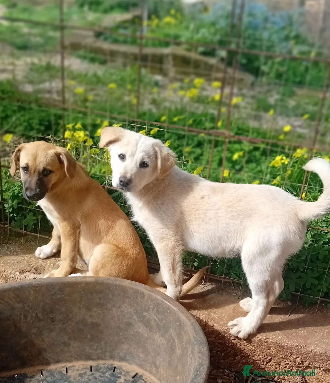 Meticcio cani in regalo: dante e bea - Annuncio 4