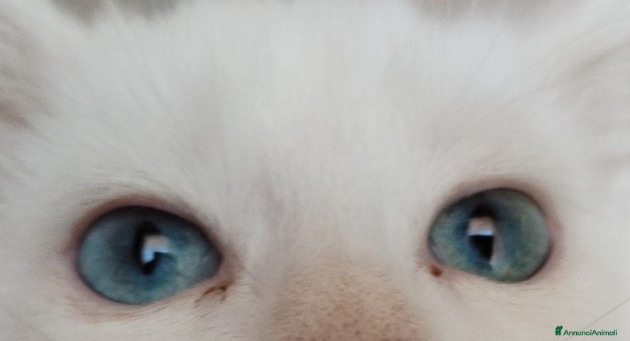 Maine Coon gatti Maine coon  - Annuncio 19