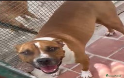 American Staffordshire cani in regalo: Amstaff viveva felice coi bimbi,poi il canile!ROMA a Città metropolitana di Milano - Immagine 8