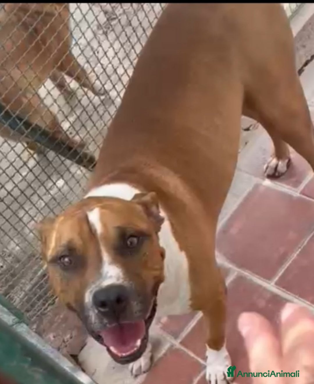 American Staffordshire cani in regalo: Amstaff viveva felice coi bimbi,poi il canile!ROMA a Città metropolitana di Milano - Immagine 8