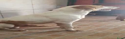 Segugio cani in regalo: Tino, segugio mix in canile a Catania - Annuncio 2