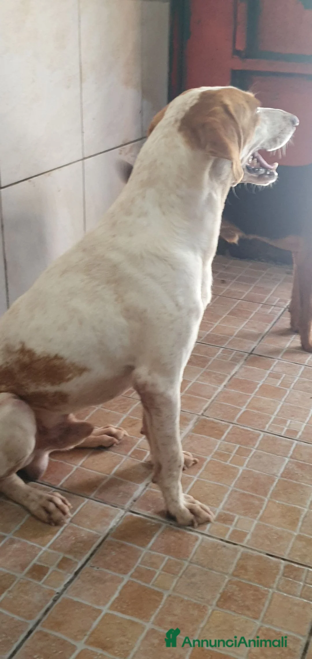 Segugio cani in regalo: Tino, segugio mix in canile a Catania - Annuncio 2