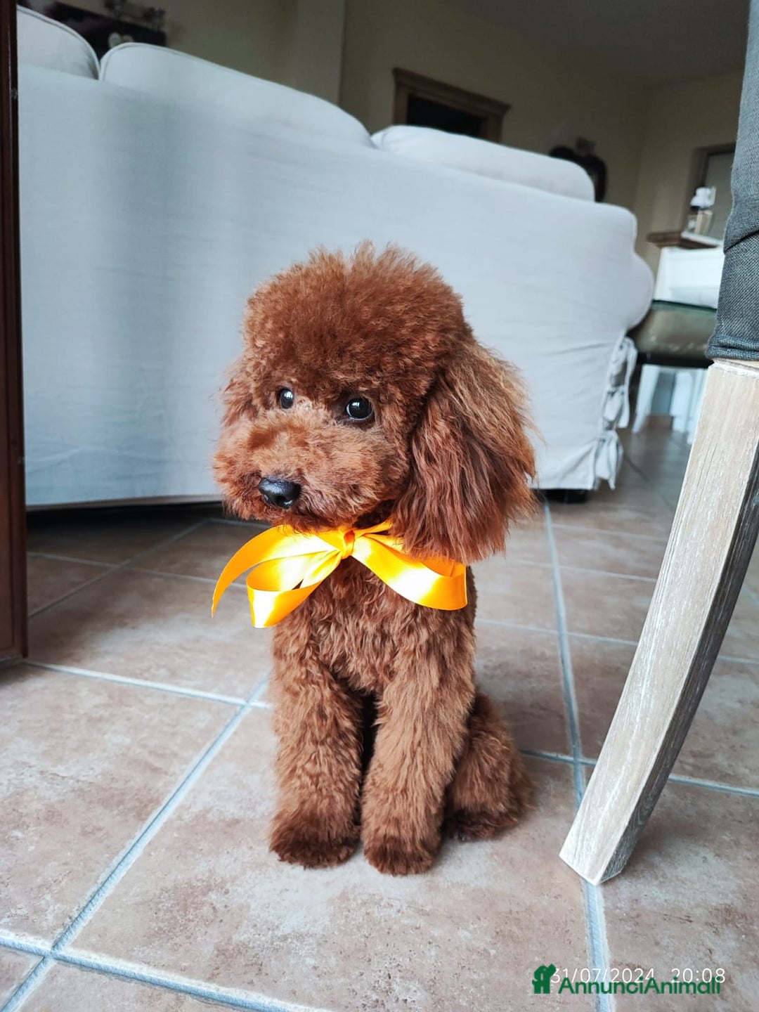 Barboncino Toy cani per accoppiamento: Piacere sono Arturo! a Provincia di Perugia - Annuncio 4