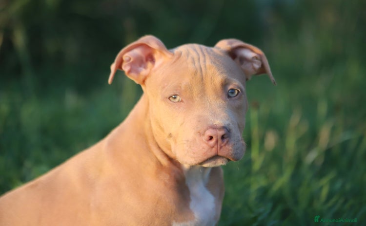 Pitbull cani a Provincia di Ferrara - Annuncio 1