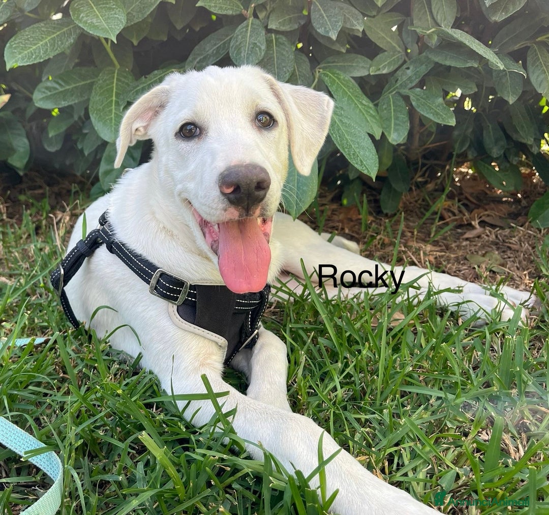 Meticcio cani in regalo: Chase e Rocky meritano di avere una famiglia  - Annuncio 4