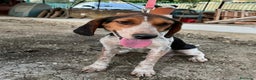 Meticcio cani in regalo: Mix Beagle 2anni kg12 aspetta da 1anno! SICILIA  a Città metropolitana di Milano - Annuncio 1