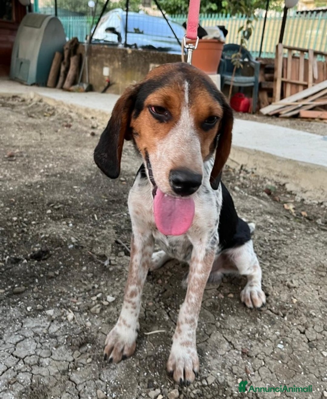 Meticcio cani in regalo: Mix Beagle 2anni kg12 aspetta da 1anno! SICILIA  a Città metropolitana di Milano - Annuncio 1