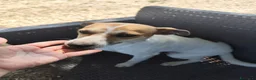Meticcio cani in regalo: GINNY 2 anni taglia piccola - Annuncio 6