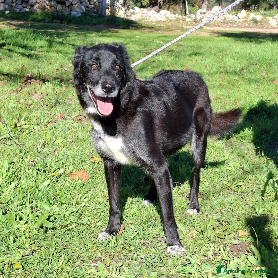 Meticcio cani in regalo: Crik&Crok Cerca Famiglia. Info Monica 3890238584 - Annuncio 6