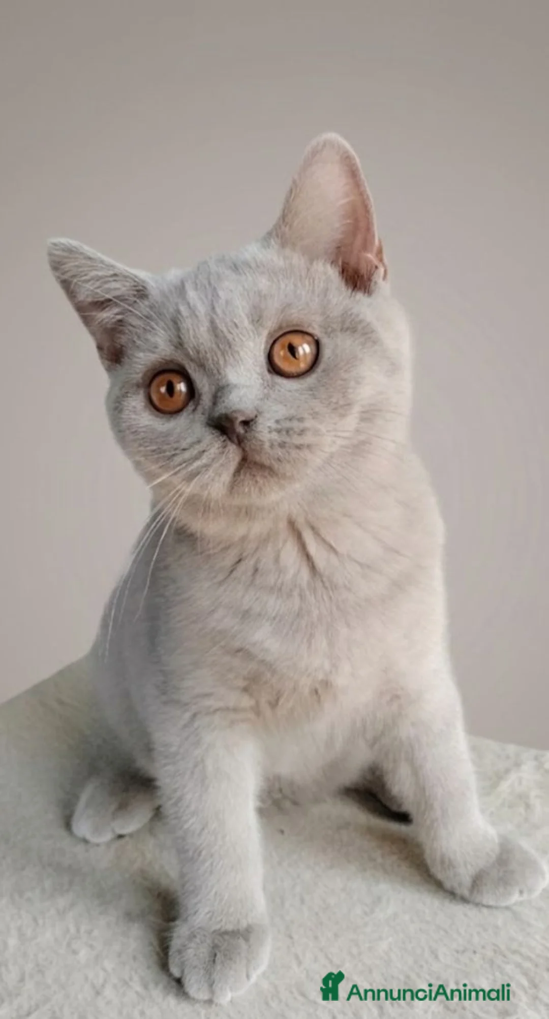 British gatti in vendita: British lilac maschietto  - Annuncio 2