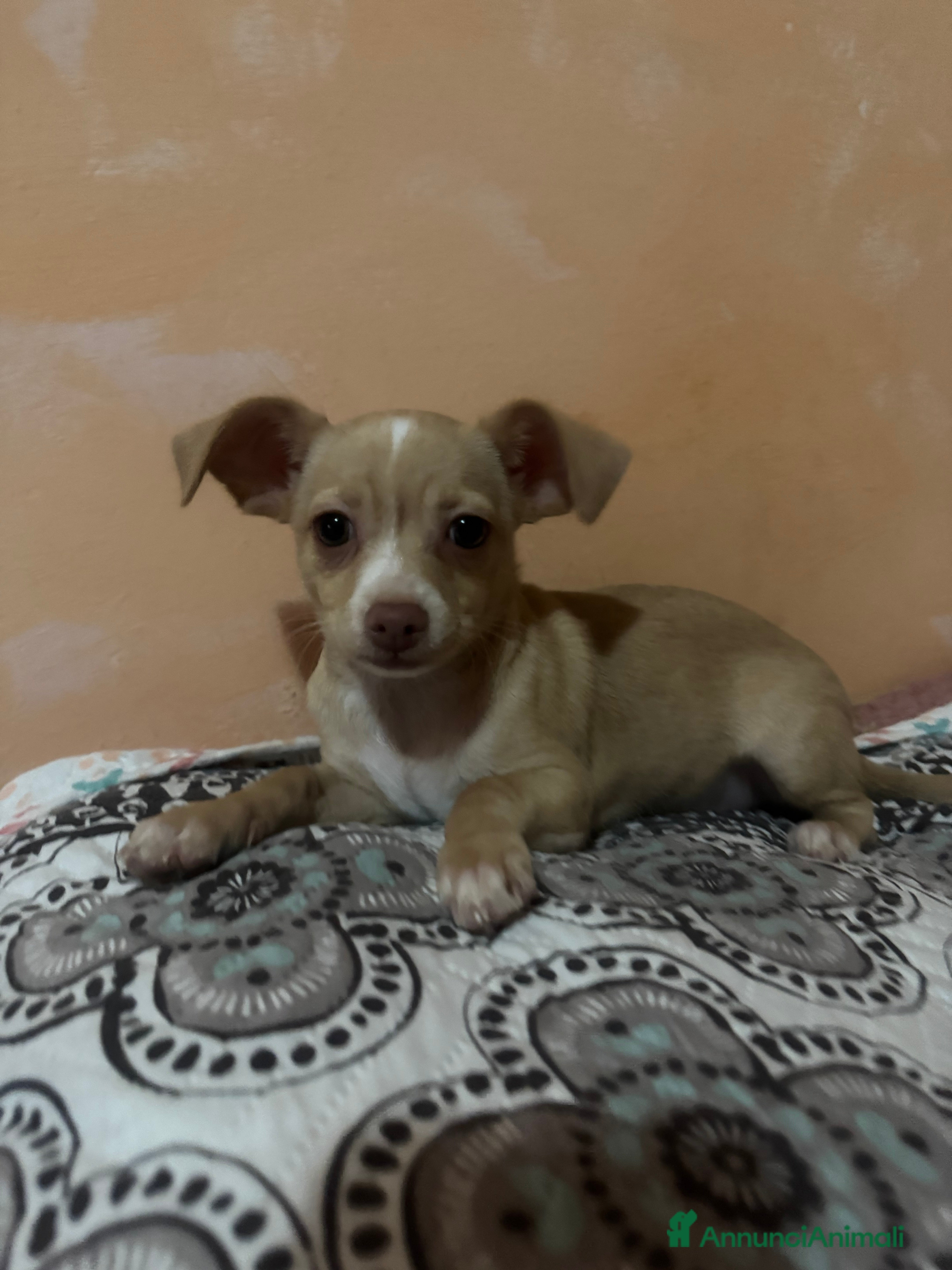 Meticcio cani In vendita  - Annuncio 2