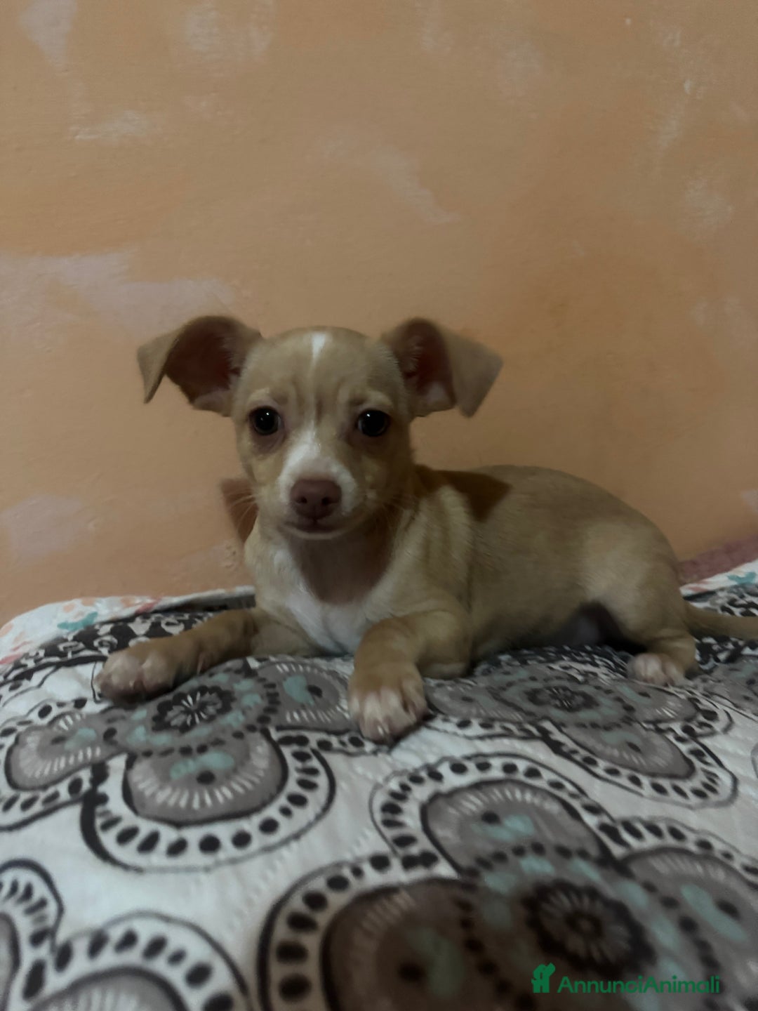 Meticcio cani in vendita: In vendita  - Annuncio 2