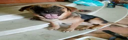 Meticcio cani in regalo: SARABY SIMIL PASTORINA  - Annuncio 7
