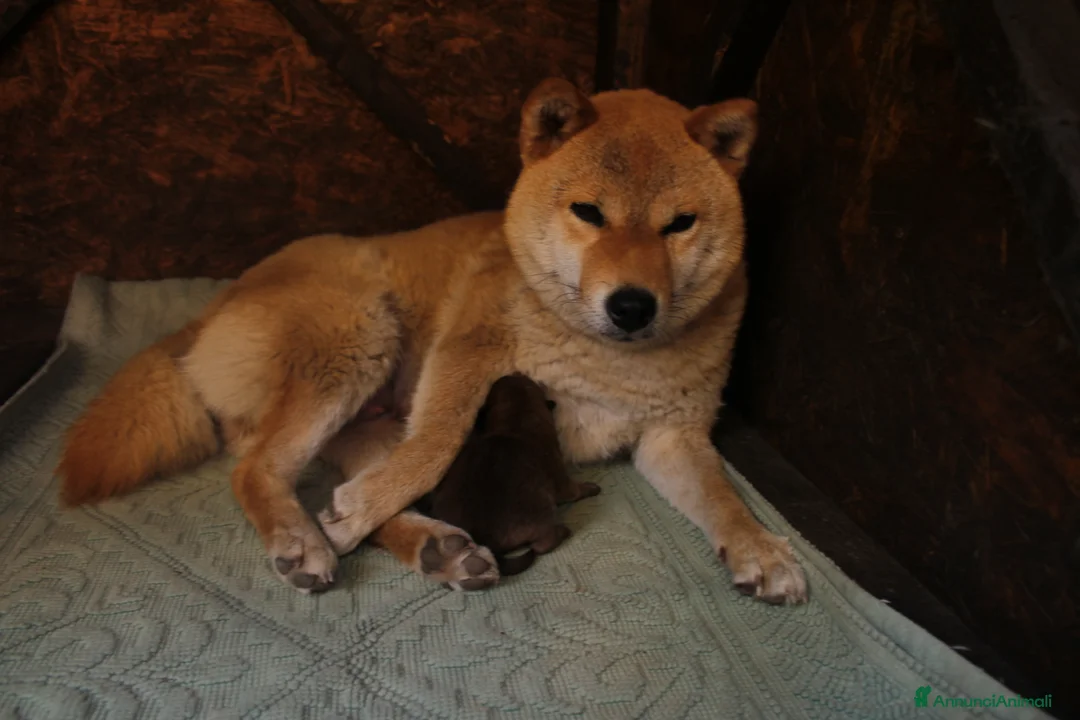 Shiba Inu cani in vendita: Shiba inu cucciole con pedigree  - Annuncio 1