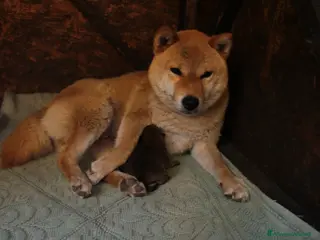 Shiba Inu cani Shiba inu cucciole con pedigree - Annuncio 1